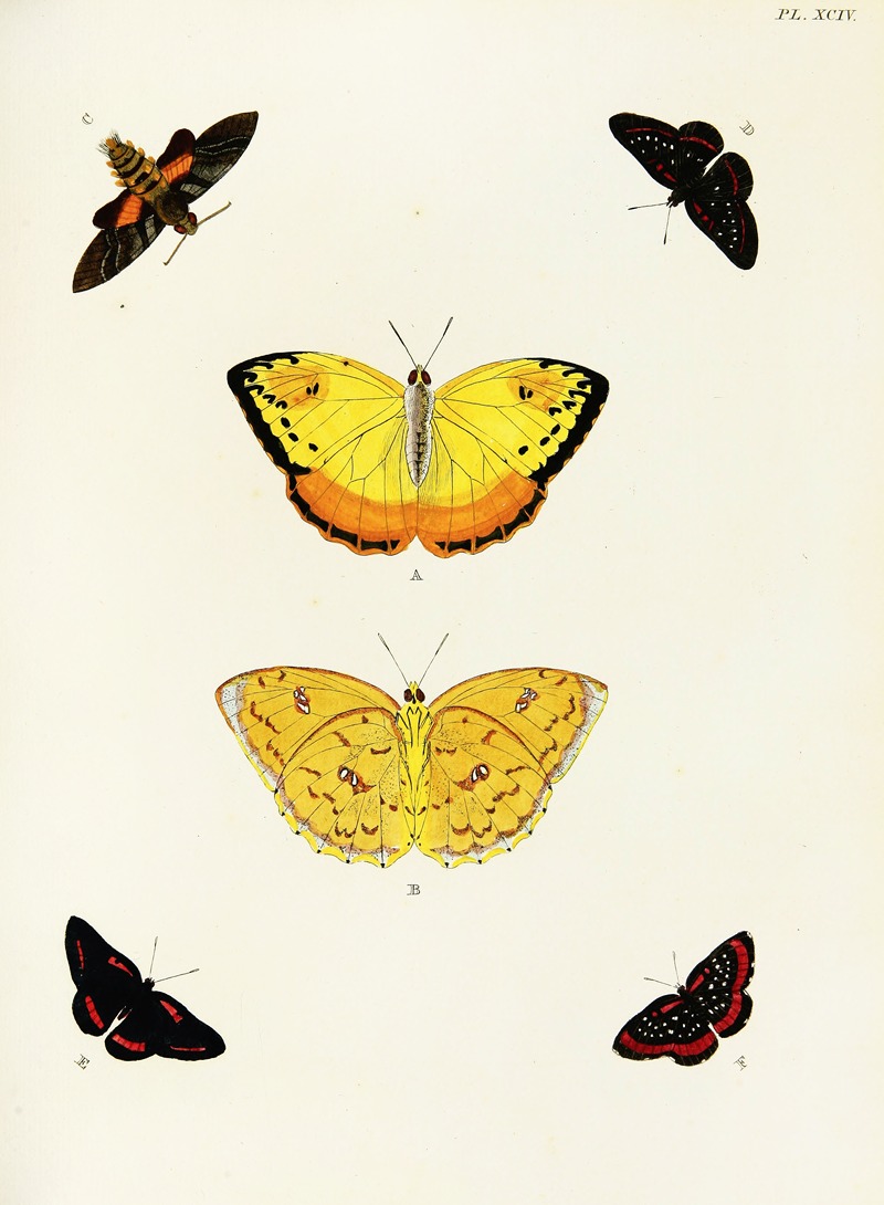 Pieter Cramer - Foreign butterflies occurring in the three continents Asia, Africa and America Pl.341