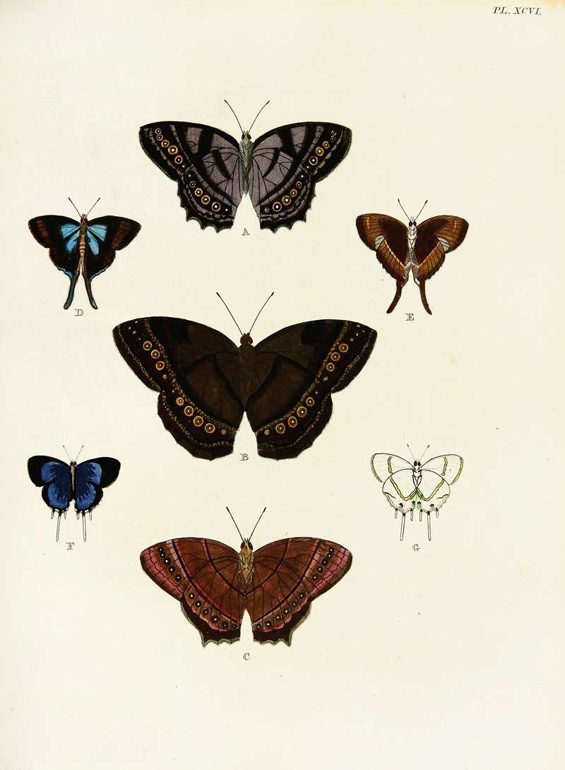 Pieter Cramer - Foreign butterflies occurring in the three continents Asia, Africa and America Pl.343