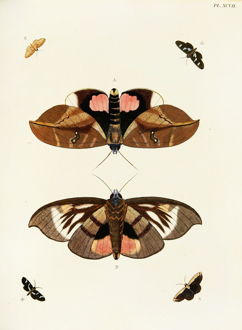 Pieter Cramer - Foreign butterflies occurring in the three continents Asia, Africa and America Pl.344