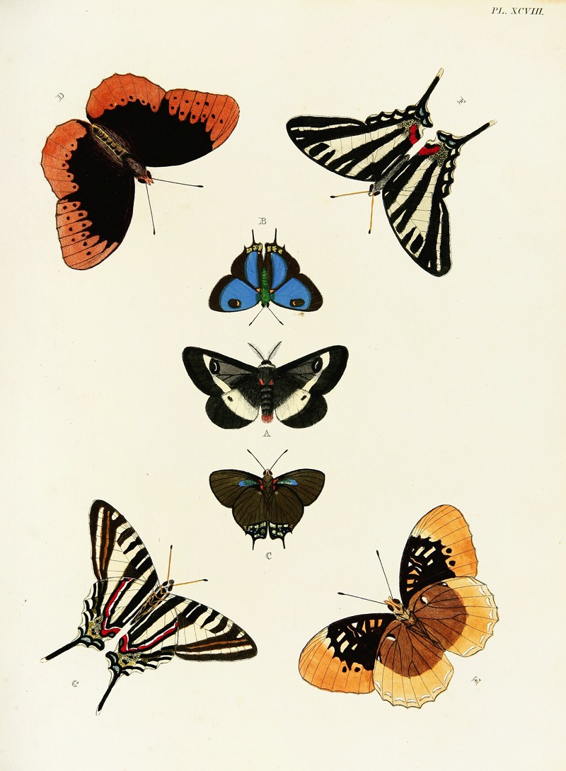 Pieter Cramer - Foreign butterflies occurring in the three continents Asia, Africa and America Pl.345