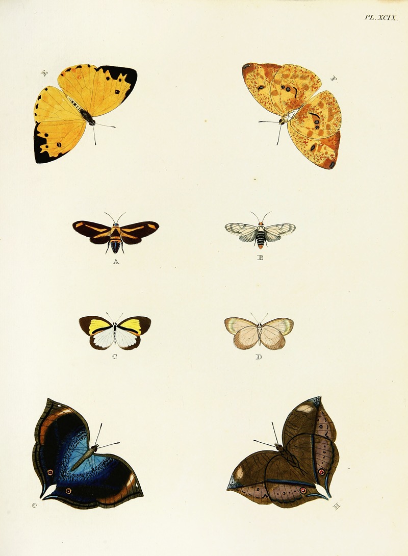 Pieter Cramer - Foreign butterflies occurring in the three continents Asia, Africa and America Pl.346