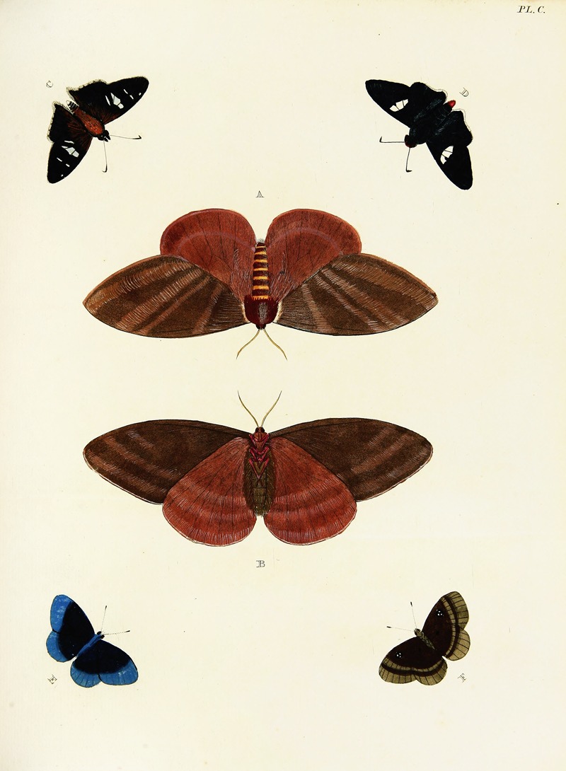 Pieter Cramer - Foreign butterflies occurring in the three continents Asia, Africa and America Pl.347