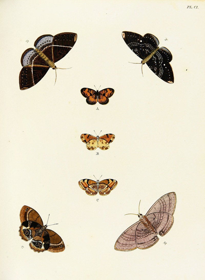 Pieter Cramer - Foreign butterflies occurring in the three continents Asia, Africa and America Pl.348