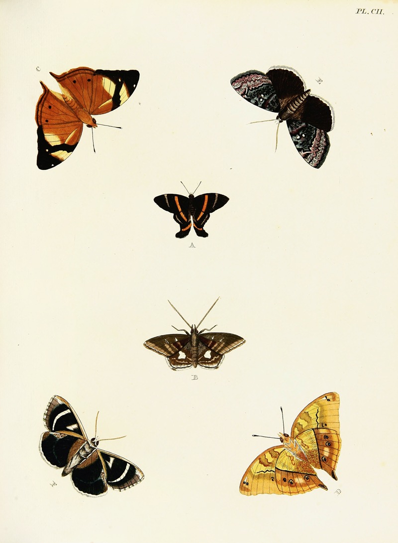 Pieter Cramer - Foreign butterflies occurring in the three continents Asia, Africa and America Pl.349