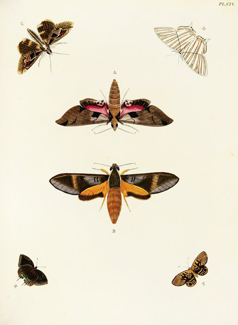 Pieter Cramer - Foreign butterflies occurring in the three continents Asia, Africa and America Pl.351
