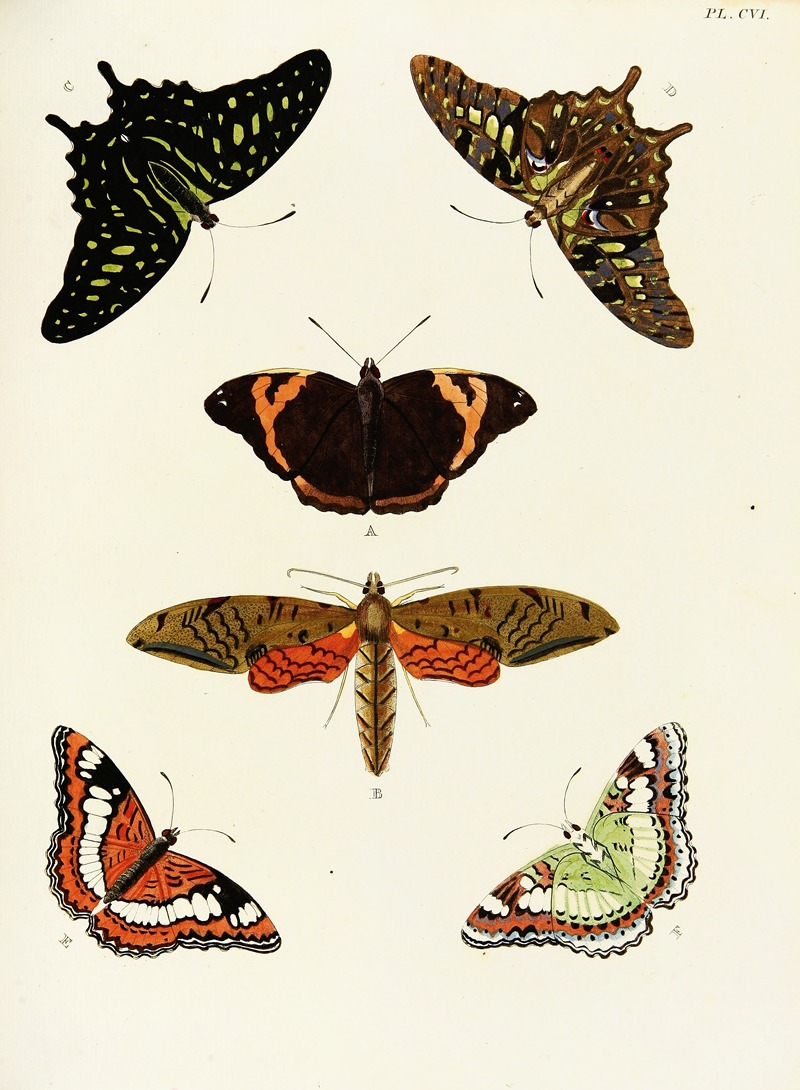 Pieter Cramer - Foreign butterflies occurring in the three continents Asia, Africa and America Pl.353