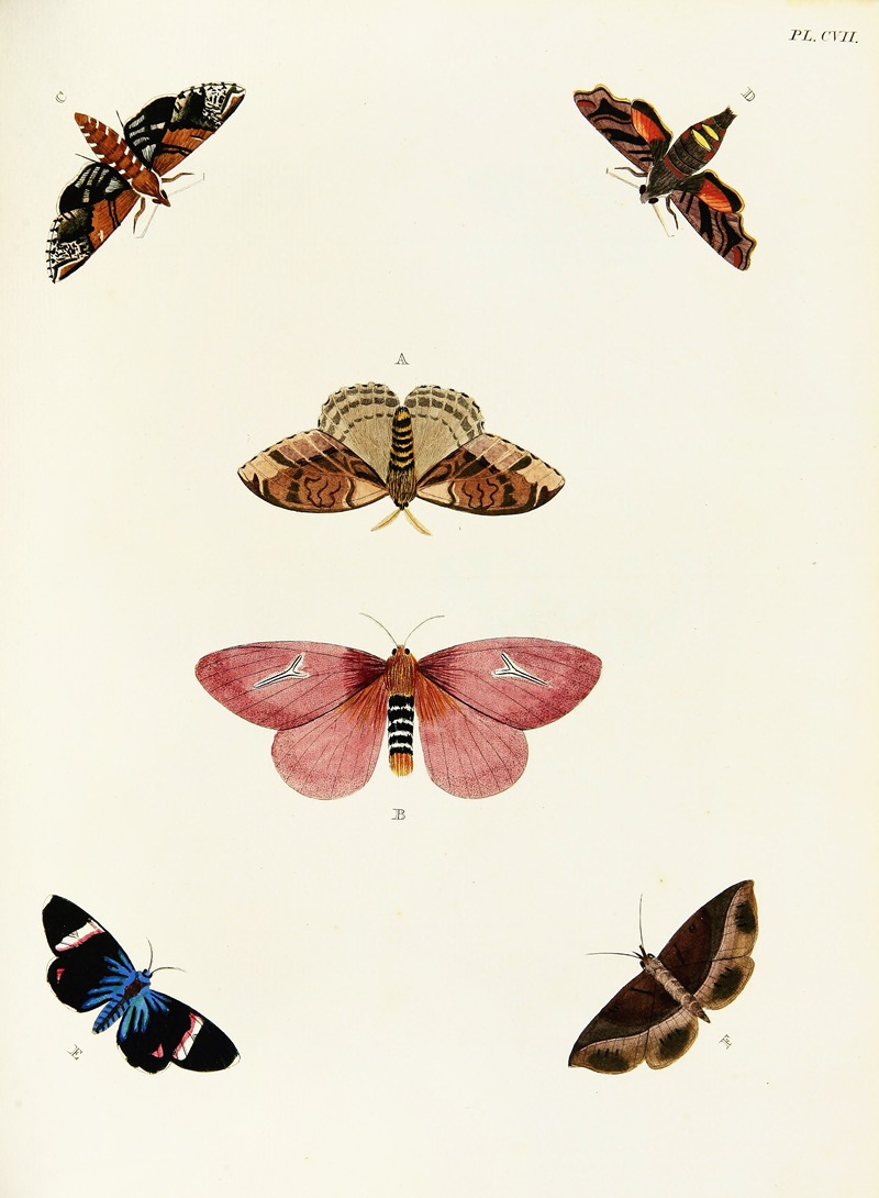 Pieter Cramer - Foreign butterflies occurring in the three continents Asia, Africa and America Pl.354