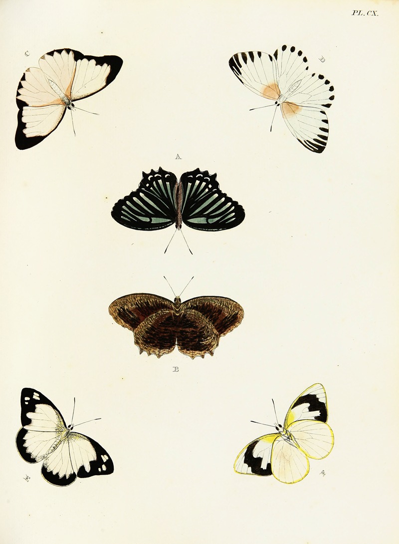 Pieter Cramer - Foreign butterflies occurring in the three continents Asia, Africa and America Pl.357