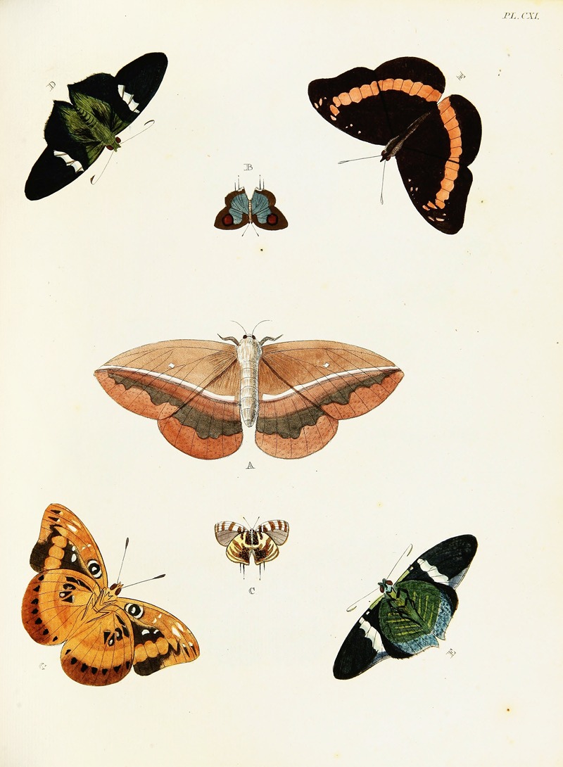 Pieter Cramer - Foreign butterflies occurring in the three continents Asia, Africa and America Pl.358