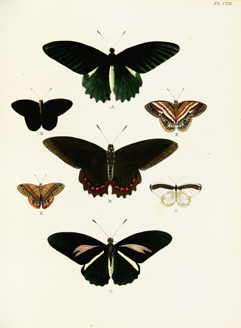 Pieter Cramer - Foreign butterflies occurring in the three continents Asia, Africa and America Pl.359