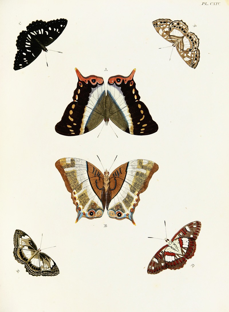 Pieter Cramer - Foreign butterflies occurring in the three continents Asia, Africa and America Pl.361