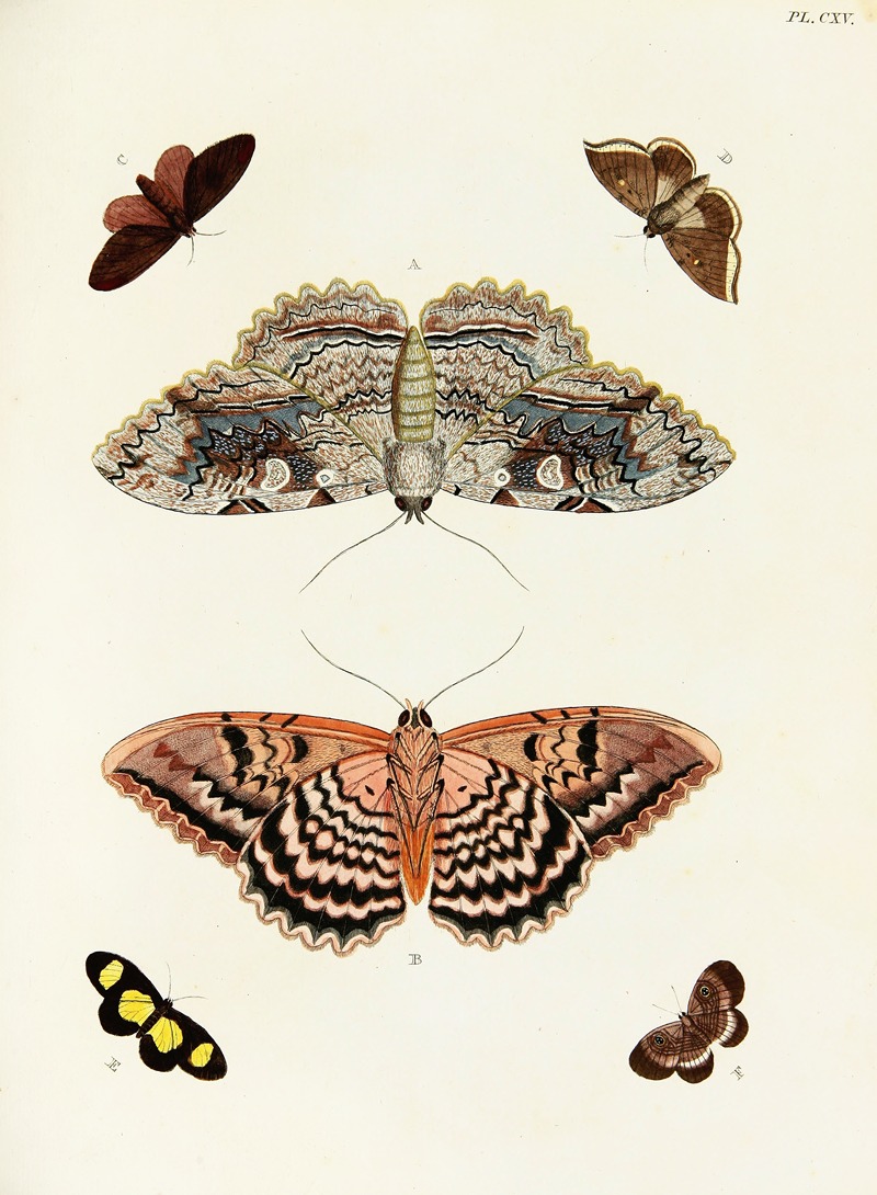 Pieter Cramer - Foreign butterflies occurring in the three continents Asia, Africa and America Pl.362