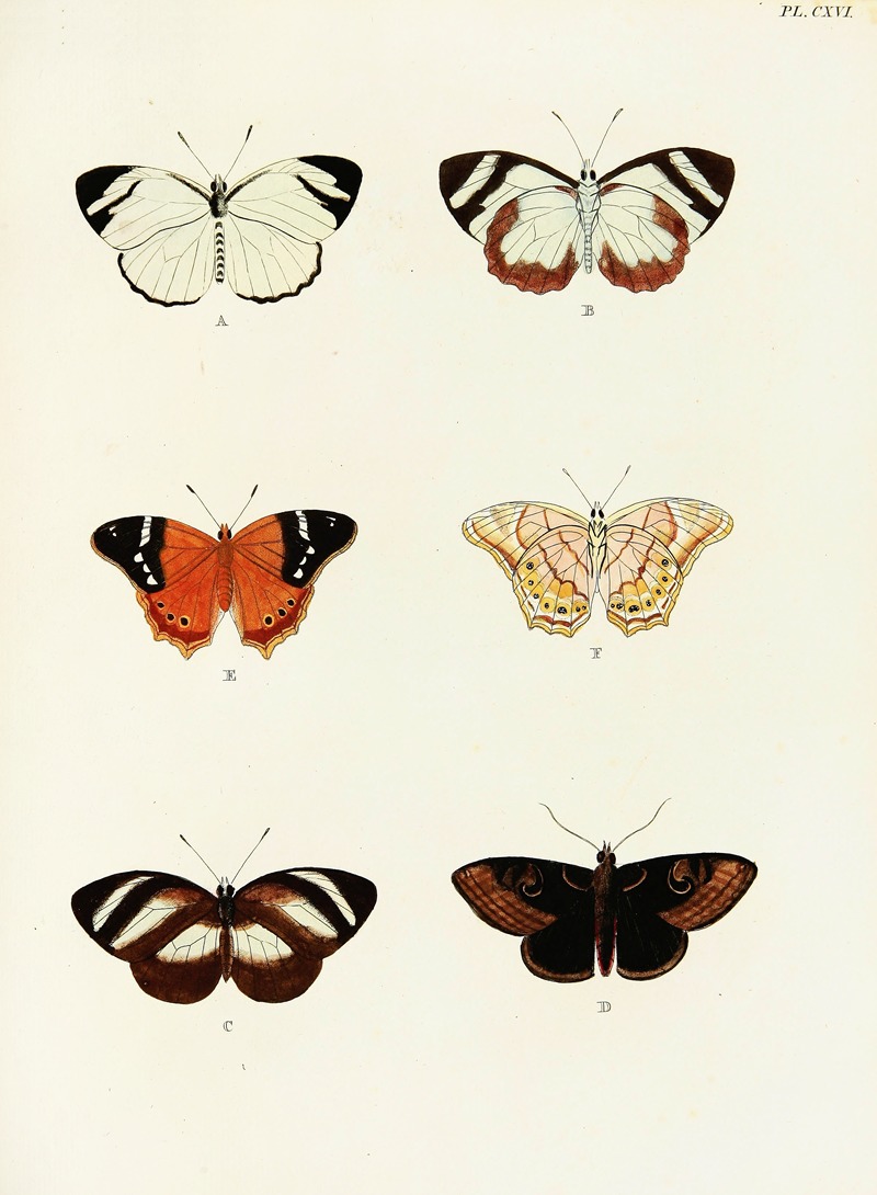 Pieter Cramer - Foreign butterflies occurring in the three continents Asia, Africa and America Pl.363