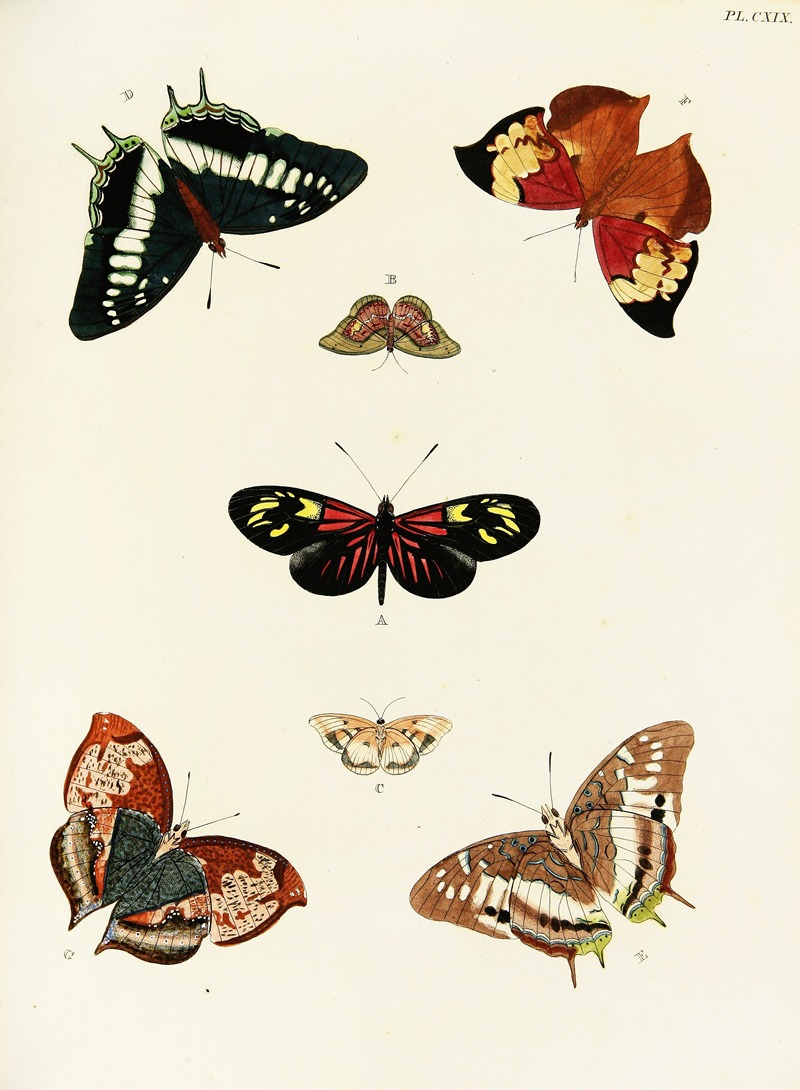 Pieter Cramer - Foreign butterflies occurring in the three continents Asia, Africa and America Pl.366