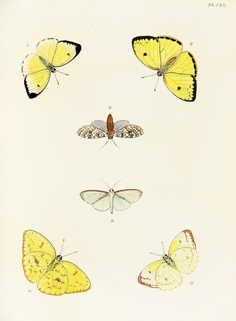 Pieter Cramer - Foreign butterflies occurring in the three continents Asia, Africa and America Pl.367
