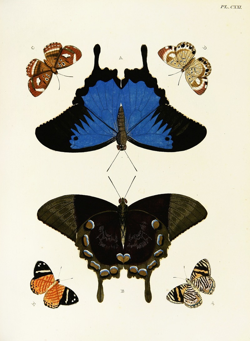 Pieter Cramer - Foreign butterflies occurring in the three continents Asia, Africa and America Pl.368