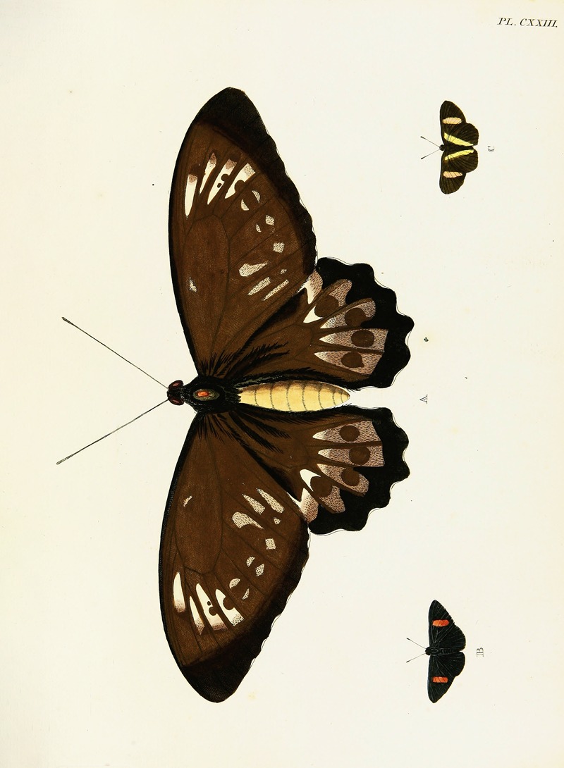 Pieter Cramer - Foreign butterflies occurring in the three continents Asia, Africa and America Pl.370