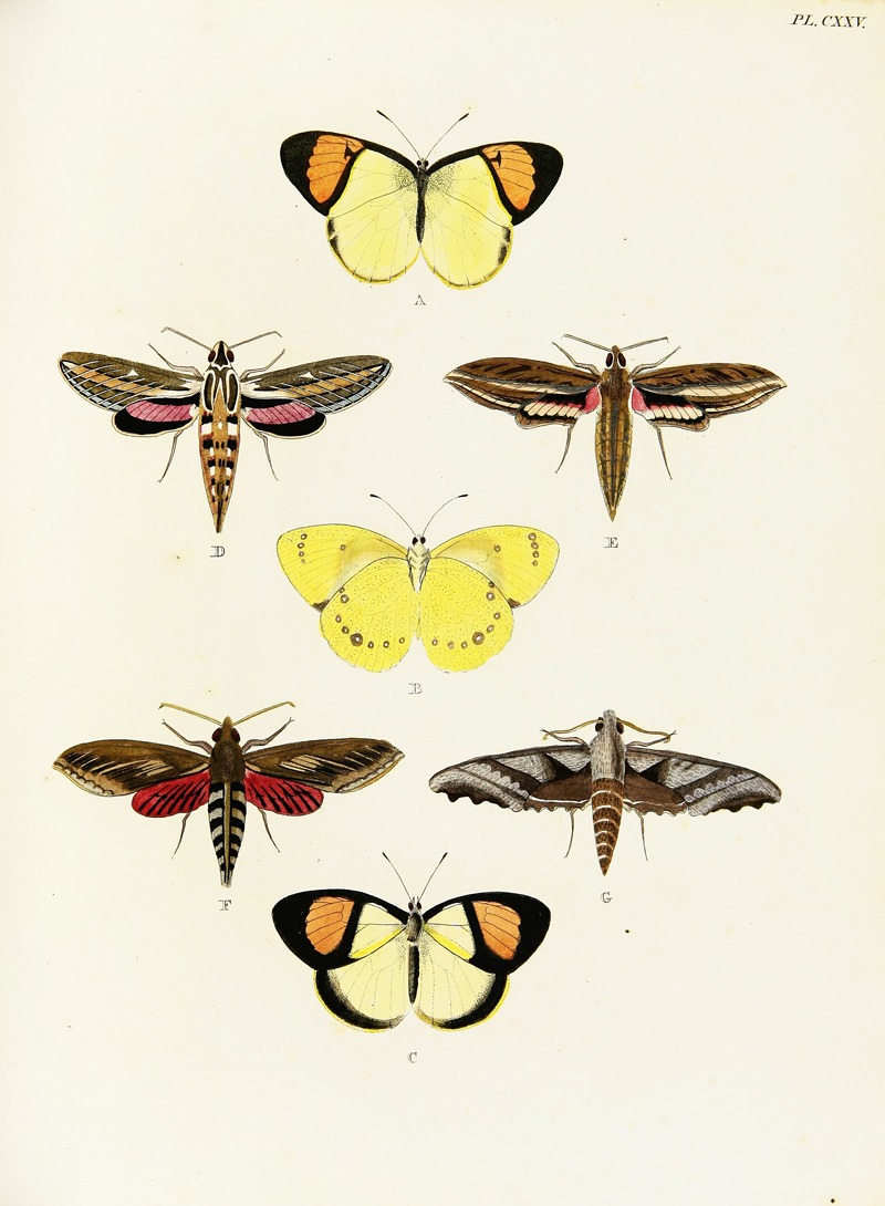 Pieter Cramer - Foreign butterflies occurring in the three continents Asia, Africa and America Pl.372