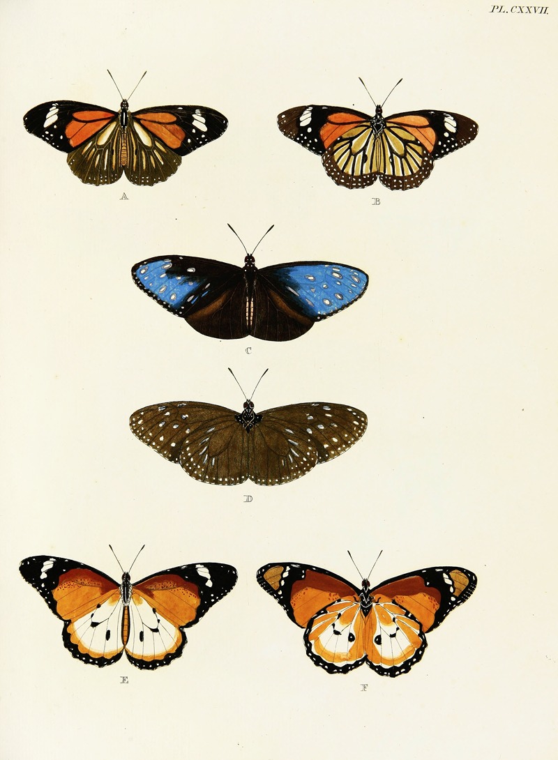 Pieter Cramer - Foreign butterflies occurring in the three continents Asia, Africa and America Pl.374