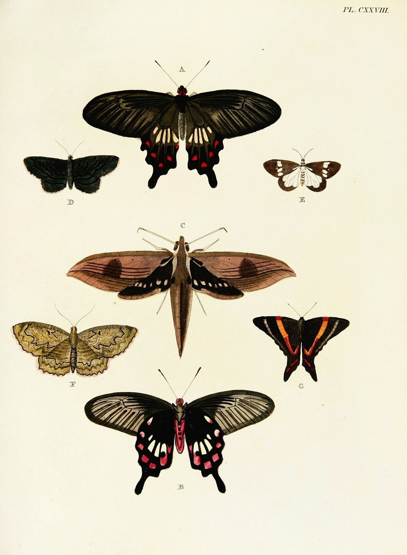 Pieter Cramer - Foreign butterflies occurring in the three continents Asia, Africa and America Pl.375
