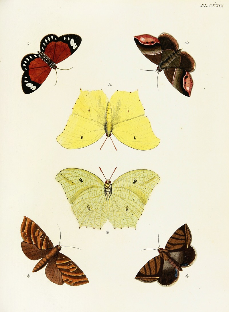 Pieter Cramer - Foreign butterflies occurring in the three continents Asia, Africa and America Pl.376