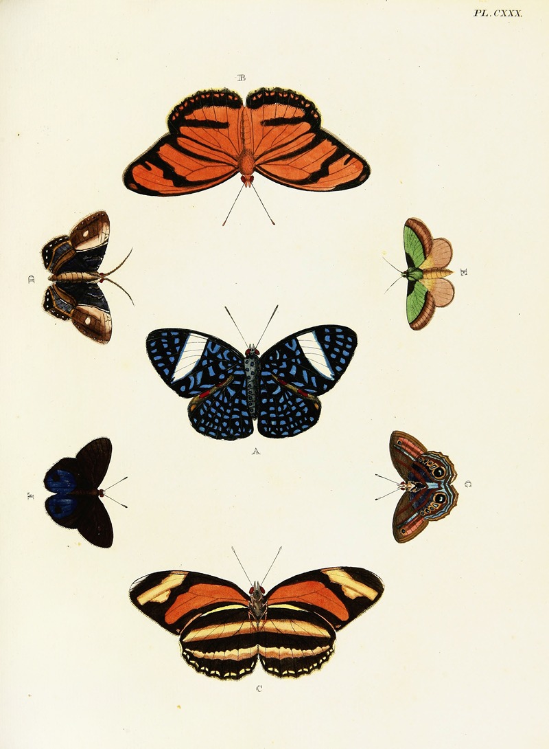 Pieter Cramer - Foreign butterflies occurring in the three continents Asia, Africa and America Pl.377
