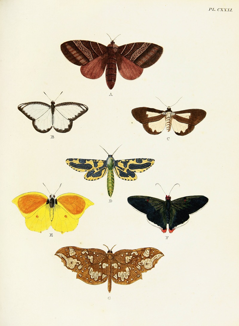 Pieter Cramer - Foreign butterflies occurring in the three continents Asia, Africa and America Pl.378