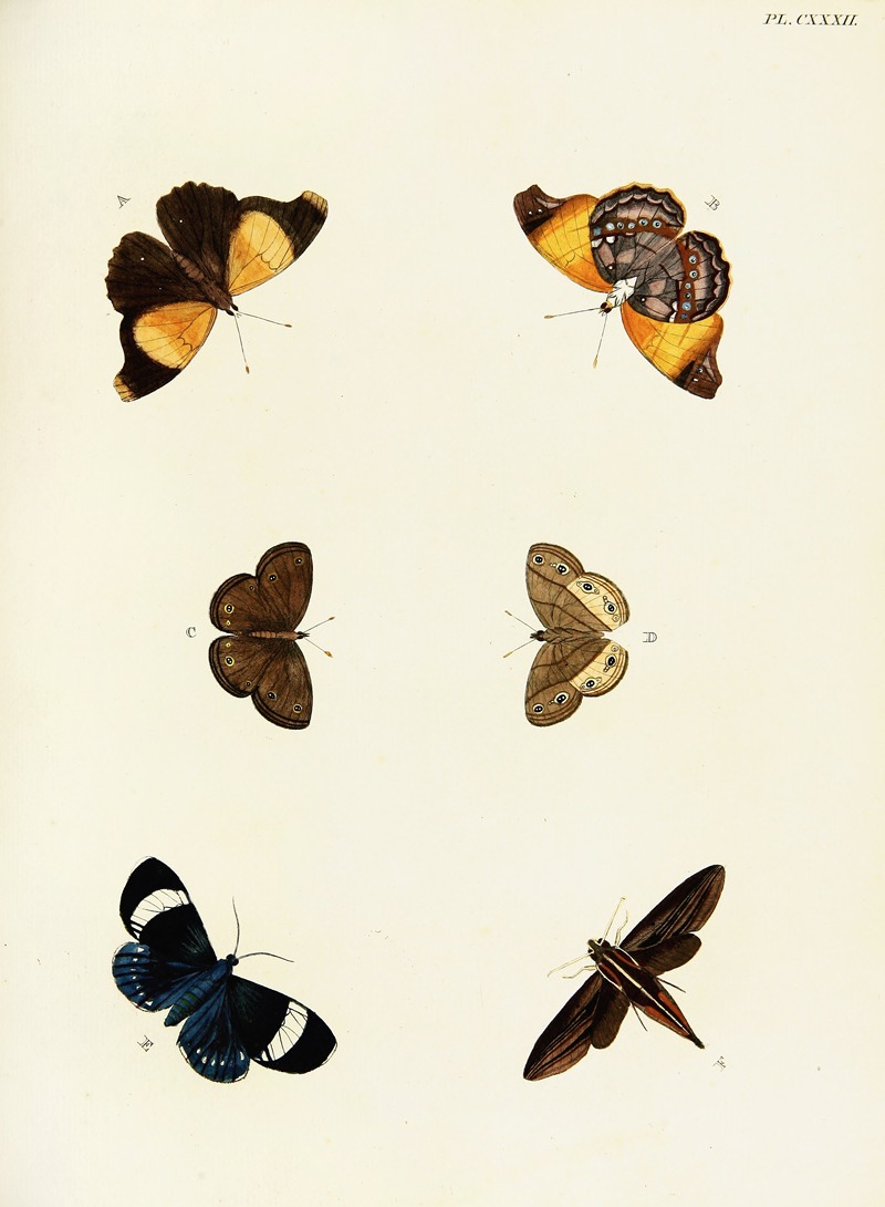 Pieter Cramer - Foreign butterflies occurring in the three continents Asia, Africa and America Pl.379