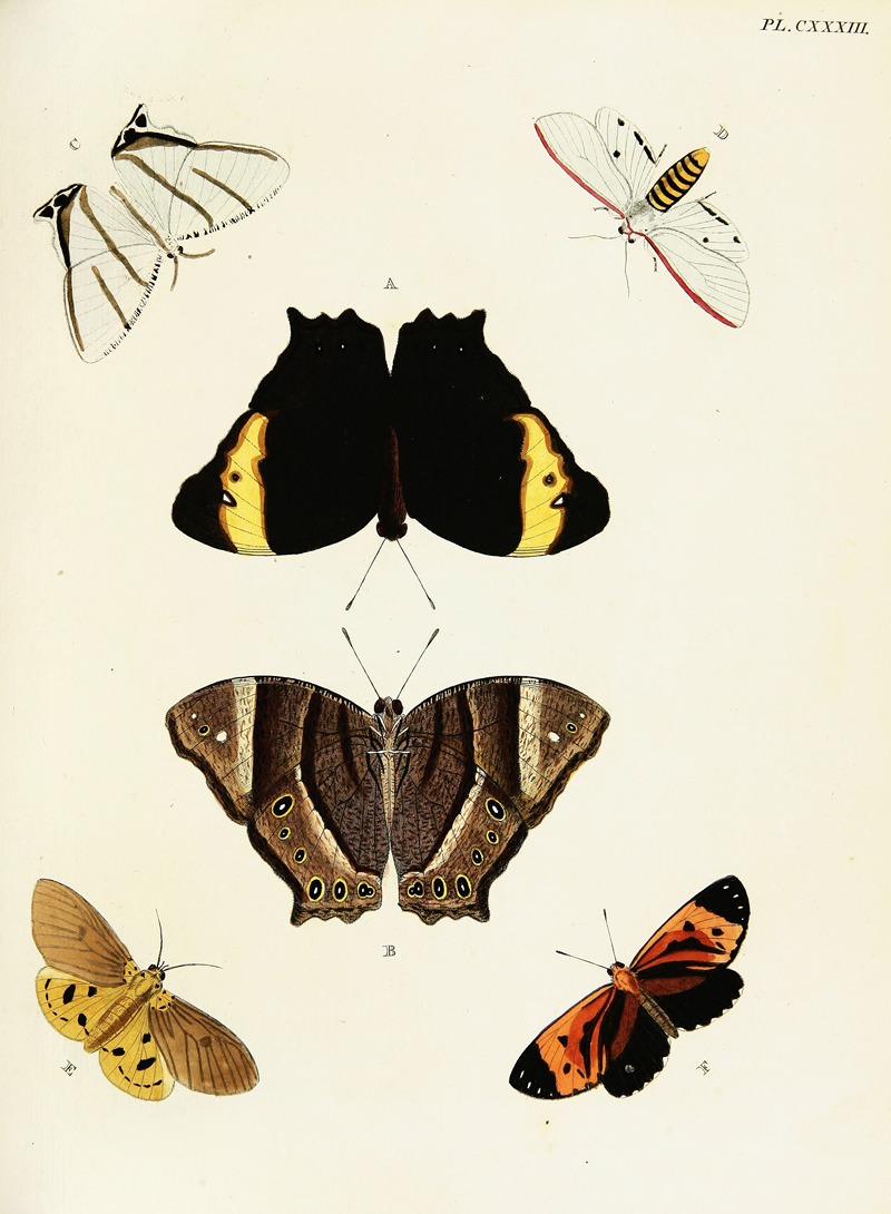 Pieter Cramer - Foreign butterflies occurring in the three continents Asia, Africa and America Pl.380