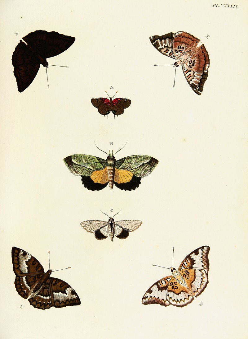 Pieter Cramer - Foreign butterflies occurring in the three continents Asia, Africa and America Pl.381