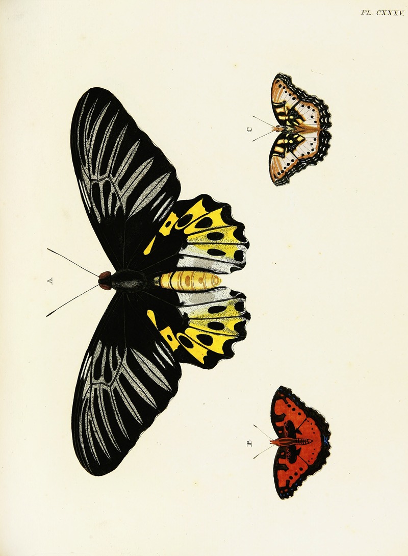 Pieter Cramer - Foreign butterflies occurring in the three continents Asia, Africa and America Pl.382