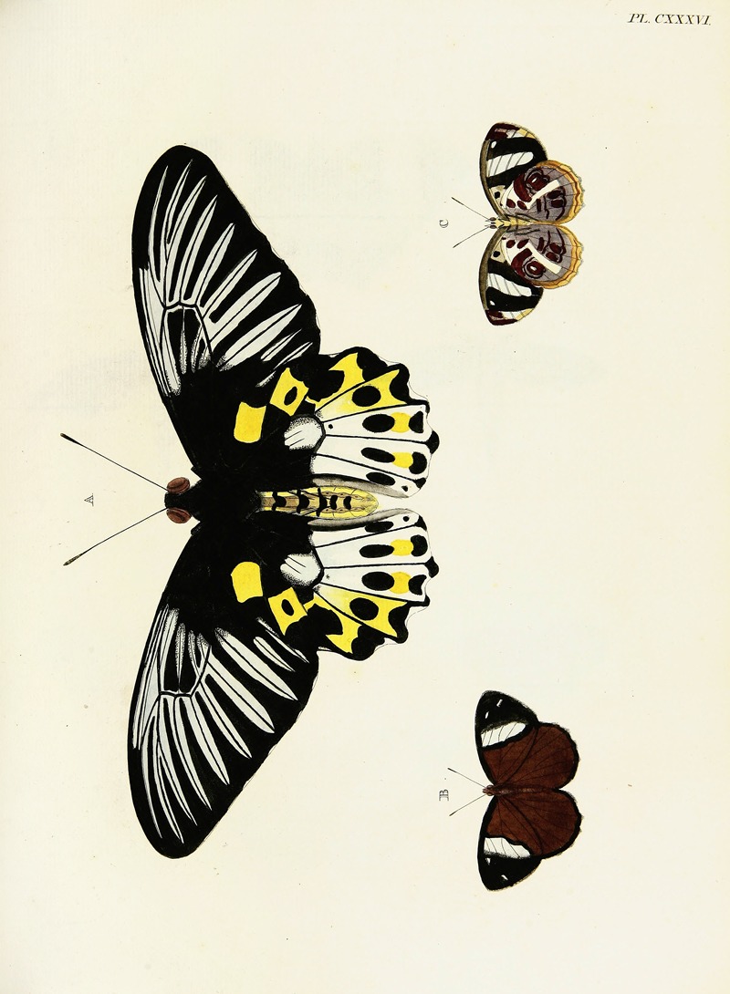 Pieter Cramer - Foreign butterflies occurring in the three continents Asia, Africa and America Pl.383