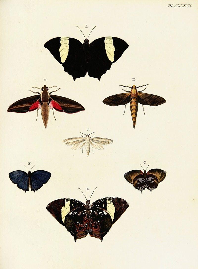 Pieter Cramer - Foreign butterflies occurring in the three continents Asia, Africa and America Pl.384