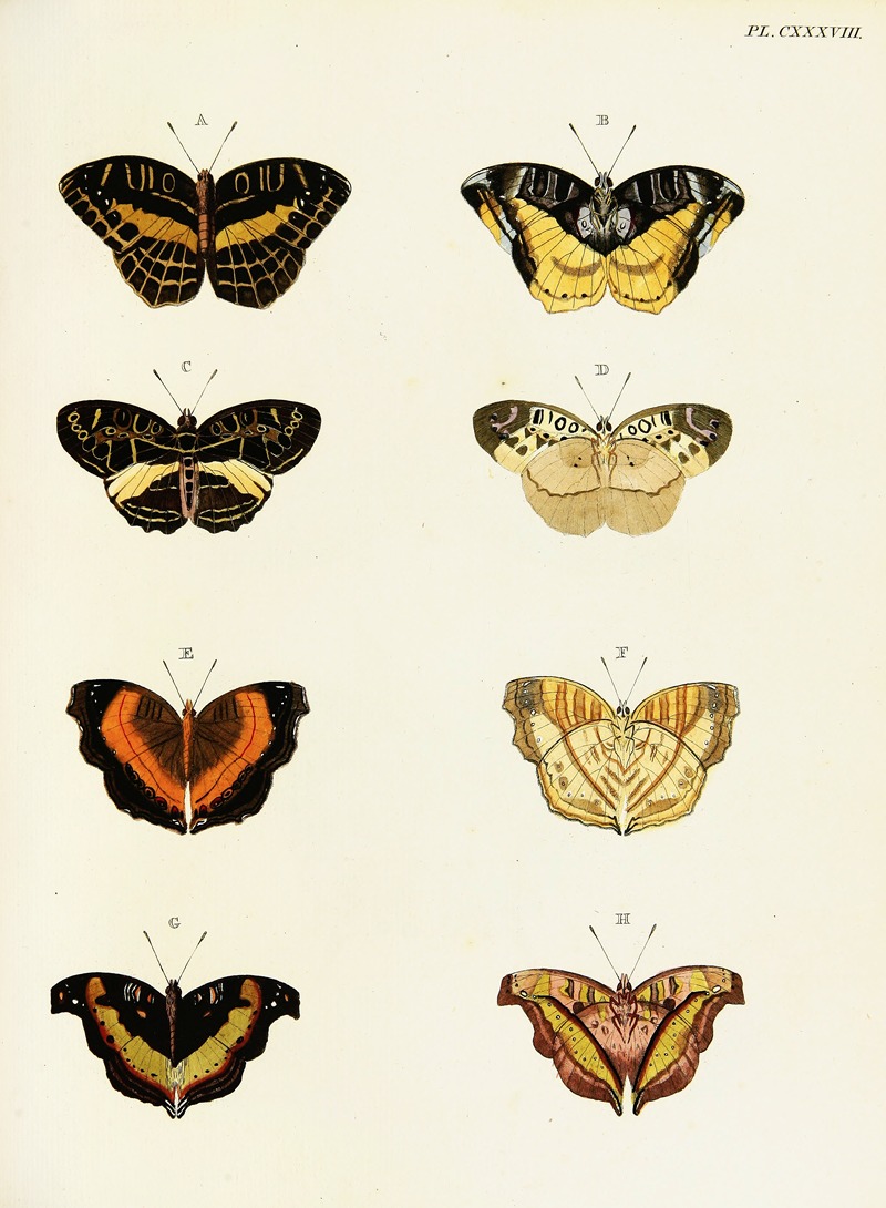 Pieter Cramer - Foreign butterflies occurring in the three continents Asia, Africa and America Pl.385