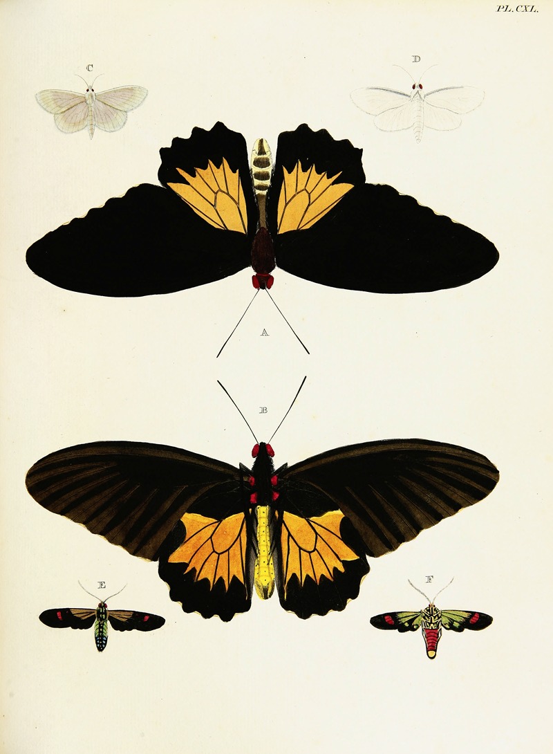 Pieter Cramer - Foreign butterflies occurring in the three continents Asia, Africa and America Pl.387