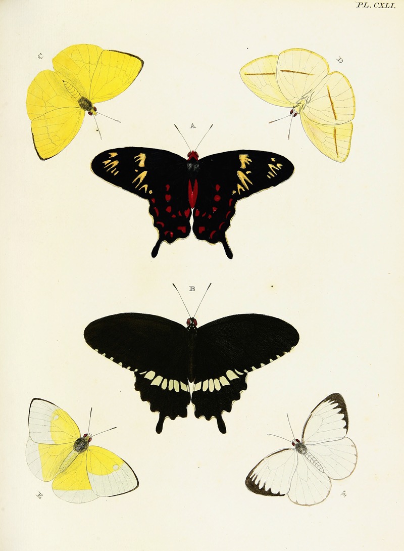 Pieter Cramer - Foreign butterflies occurring in the three continents Asia, Africa and America Pl.388