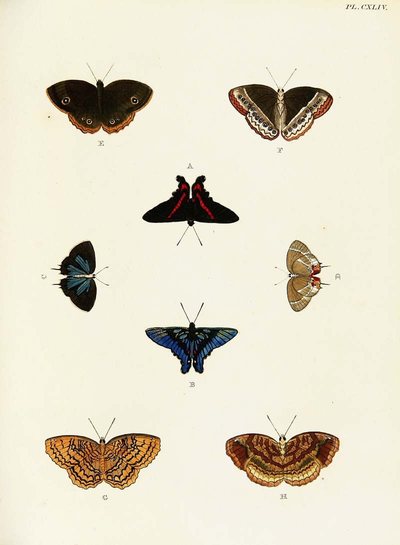 Pieter Cramer - Foreign butterflies occurring in the three continents Asia, Africa and America Pl.391