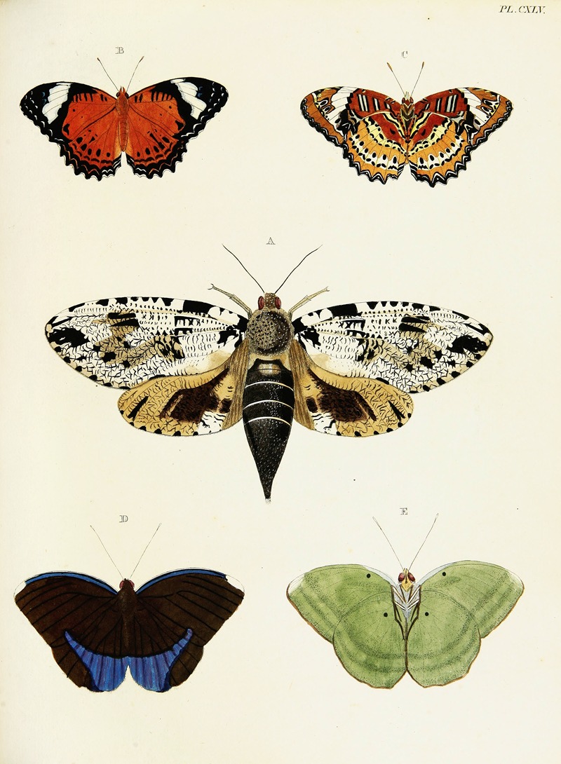 Pieter Cramer - Foreign butterflies occurring in the three continents Asia, Africa and America Pl.392