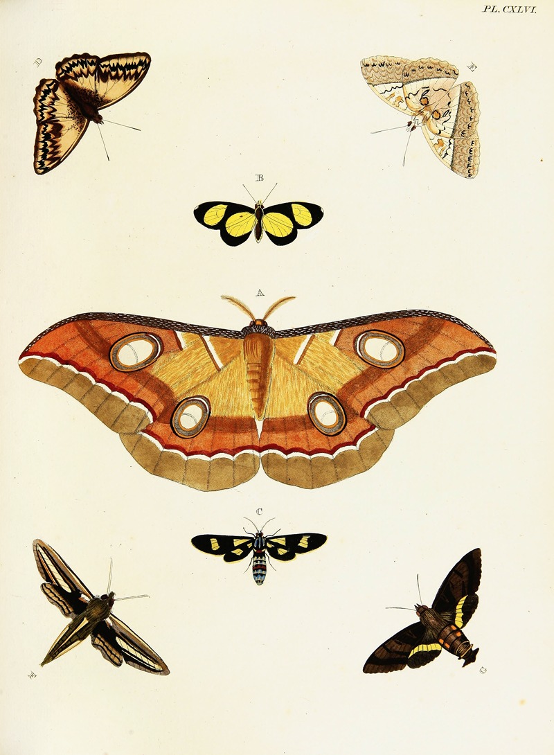 Pieter Cramer - Foreign butterflies occurring in the three continents Asia, Africa and America Pl.393