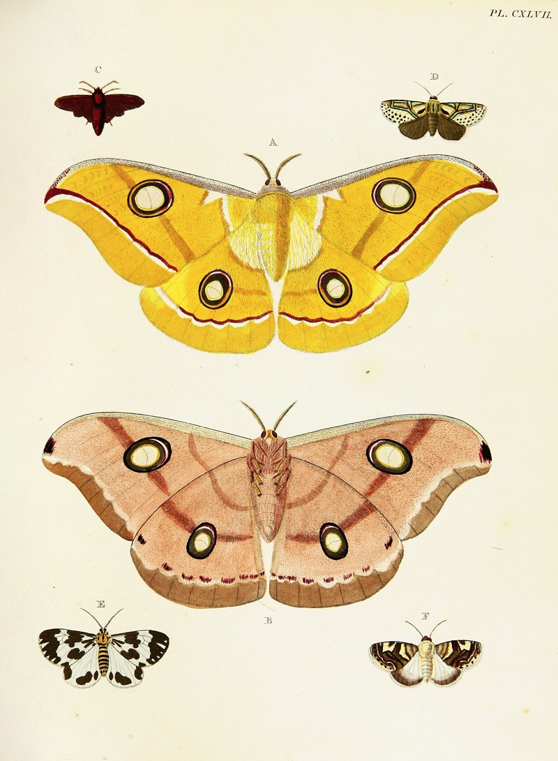 Pieter Cramer - Foreign butterflies occurring in the three continents Asia, Africa and America Pl.394