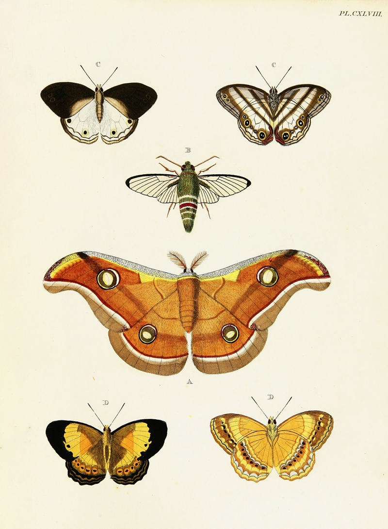 Pieter Cramer - Foreign butterflies occurring in the three continents Asia, Africa and America Pl.395