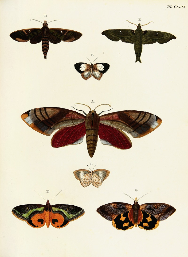Pieter Cramer - Foreign butterflies occurring in the three continents Asia, Africa and America Pl.396