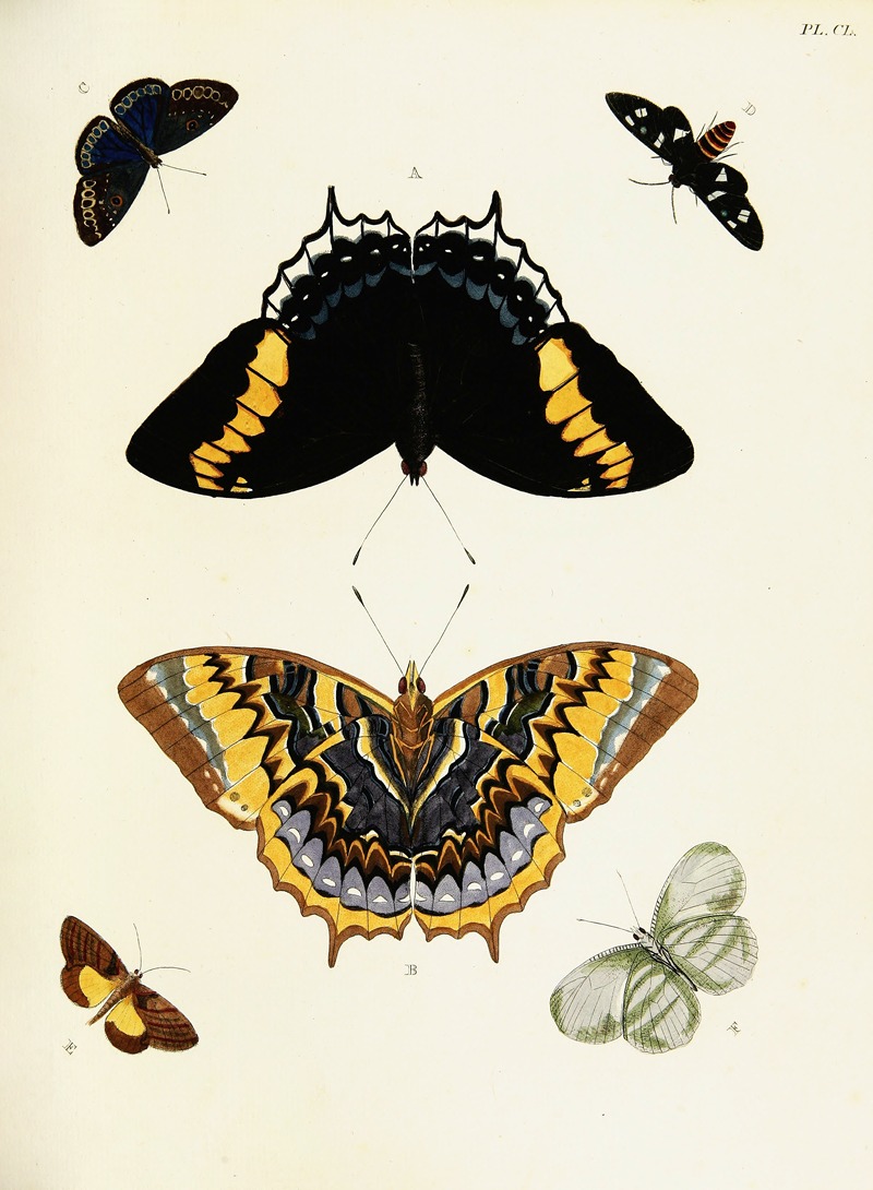 Pieter Cramer - Foreign butterflies occurring in the three continents Asia, Africa and America Pl.397