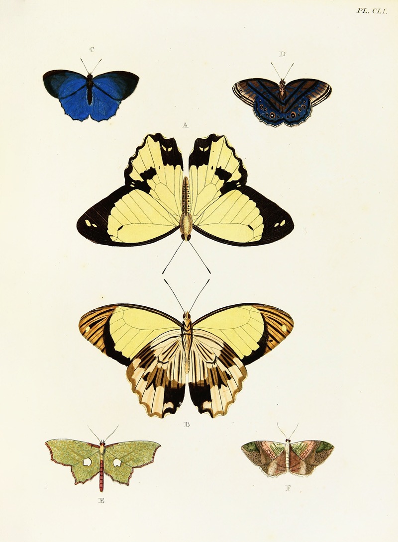 Pieter Cramer - Foreign butterflies occurring in the three continents Asia, Africa and America Pl.398