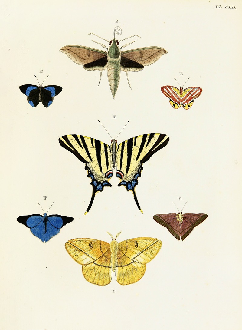 Pieter Cramer - Foreign butterflies occurring in the three continents Asia, Africa and America Pl.399