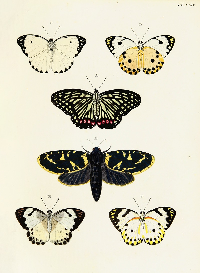 Pieter Cramer - Foreign butterflies occurring in the three continents Asia, Africa and America Pl.401