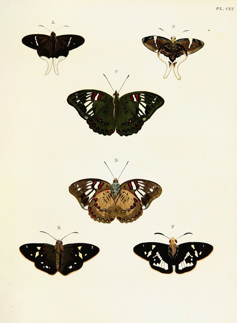 Pieter Cramer - Foreign butterflies occurring in the three continents Asia, Africa and America Pl.402