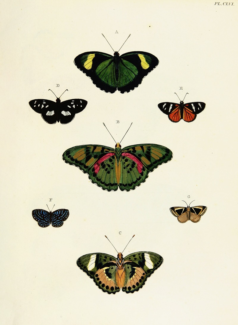 Pieter Cramer - Foreign butterflies occurring in the three continents Asia, Africa and America Pl.403