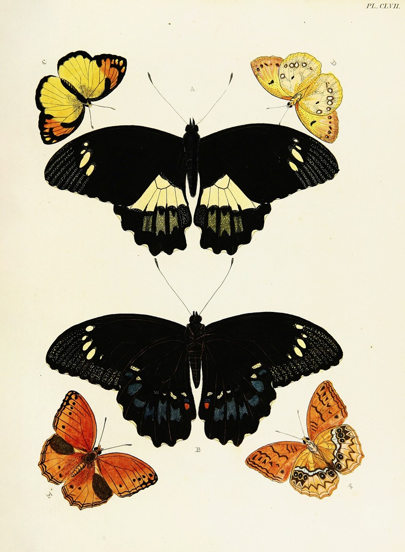 Pieter Cramer - Foreign butterflies occurring in the three continents Asia, Africa and America Pl.404