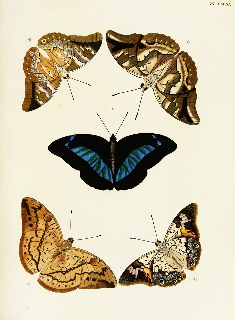 Pieter Cramer - Foreign butterflies occurring in the three continents Asia, Africa and America Pl.405